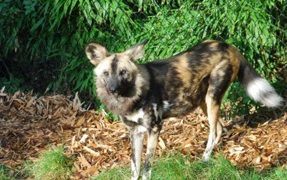 African Wild Dog