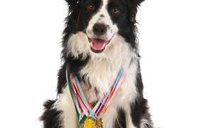 Get Your Dog A Good Citizen Certification