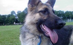 The Reliable Versatile German Shepherd