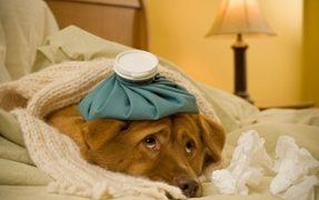 How To Know Your Dog Is Sick