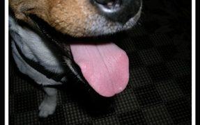 Special Care For Dogs In Hot Weather