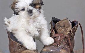 Selecting a Good Breeder For Your Next Puppy
