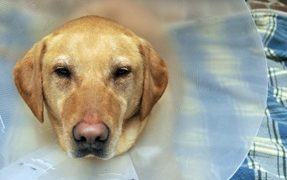 Abused Dog
