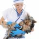 Low Blood Pressure In Dogs