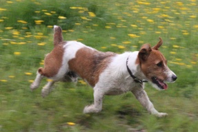 Jack Russell 01 A