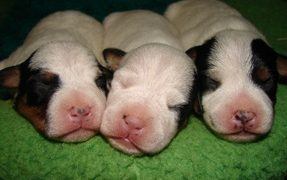 Give newborn pups a head start