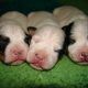 Give Newborn Pups A Head Start