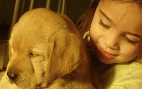 Grooming Tips For Your Golden Retriever