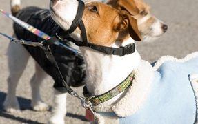 canine socialization training