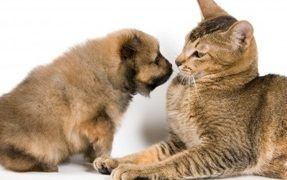 Introducing Cats and Dogs