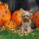 Halloween Dangers For Your Dog