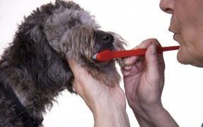 The Right Doggie Toothbrush