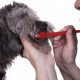The Right Doggie Toothbrush