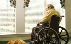 Service dog