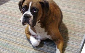 Causes and Cures for Doggie Gas