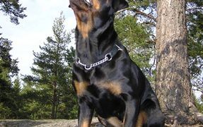 The Dependable Rottweiler