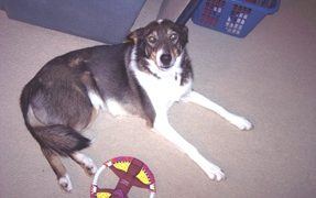 New exercises for your pooch