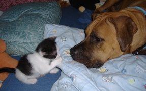 Introducing cats and dogs