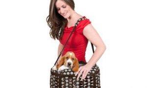 Petmate Curvations Underseat Traveler