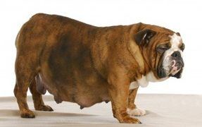 Canine mastitis