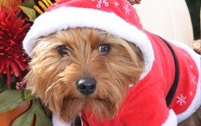 Gifts We Give Our Dogs