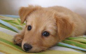 How to train a deaf puppy