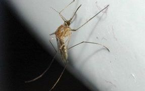 Heartworms are transmitted by mosquitos