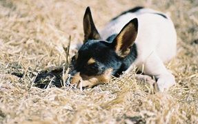 Fox Terrier