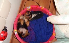 Why Your Dog Needs Her Own Bed