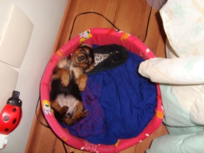 Why Your Dog Needs Her Own Bed