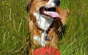How Dogs Improve YOUR Health