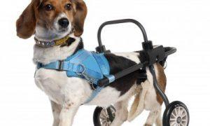 Paralyzeddog