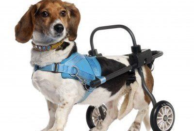 Paralyzeddog