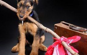 Dog disaster preparedness