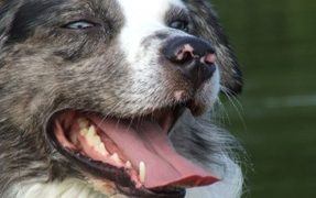 Why Does The Dog Have Bad Breath?