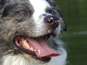 Why Does The Dog Have Bad Breath?