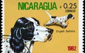 English Setter