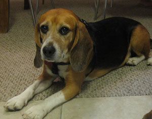 Bogart, The Retired Research Beagle