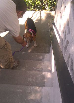 Bogart At The Stairs