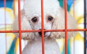 Should You Adopt A Dog?