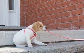 Who's Pulling the Leash?