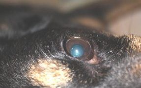 Getting used to living with a blind dog