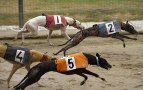 adopt a racing Greyhound