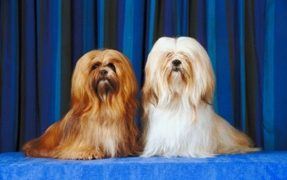 Lhasa Apso