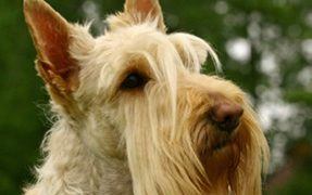 Facts about Scotties