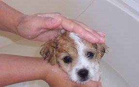 Use natural shampoos