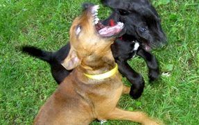 Puppy meets dog