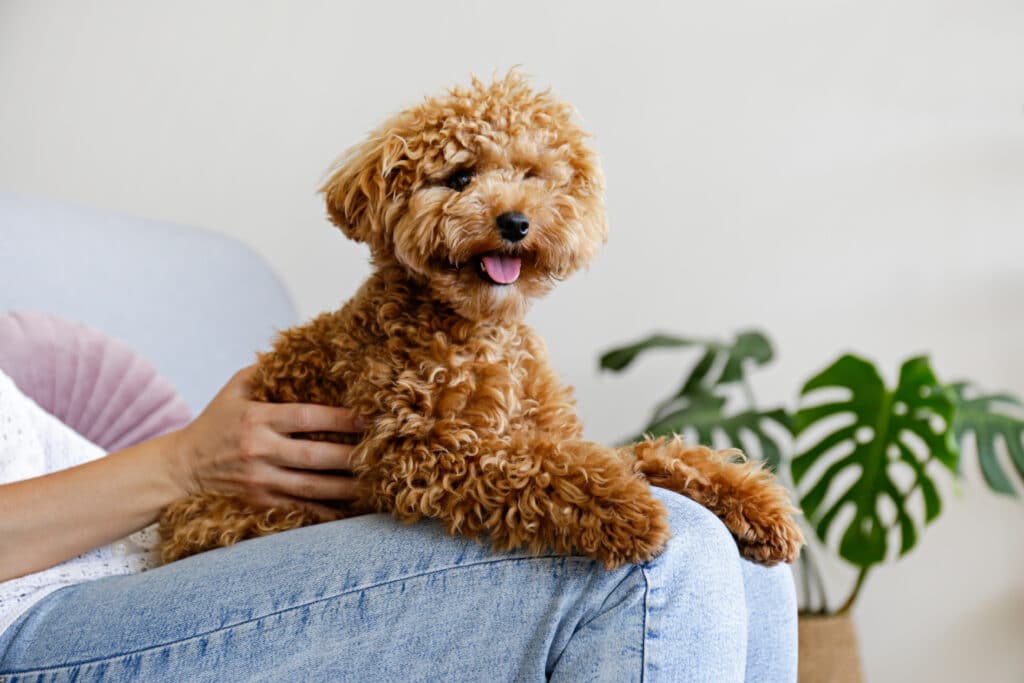 Adorable Toy Poodle Puppy In Arms Of Its Loving Owner