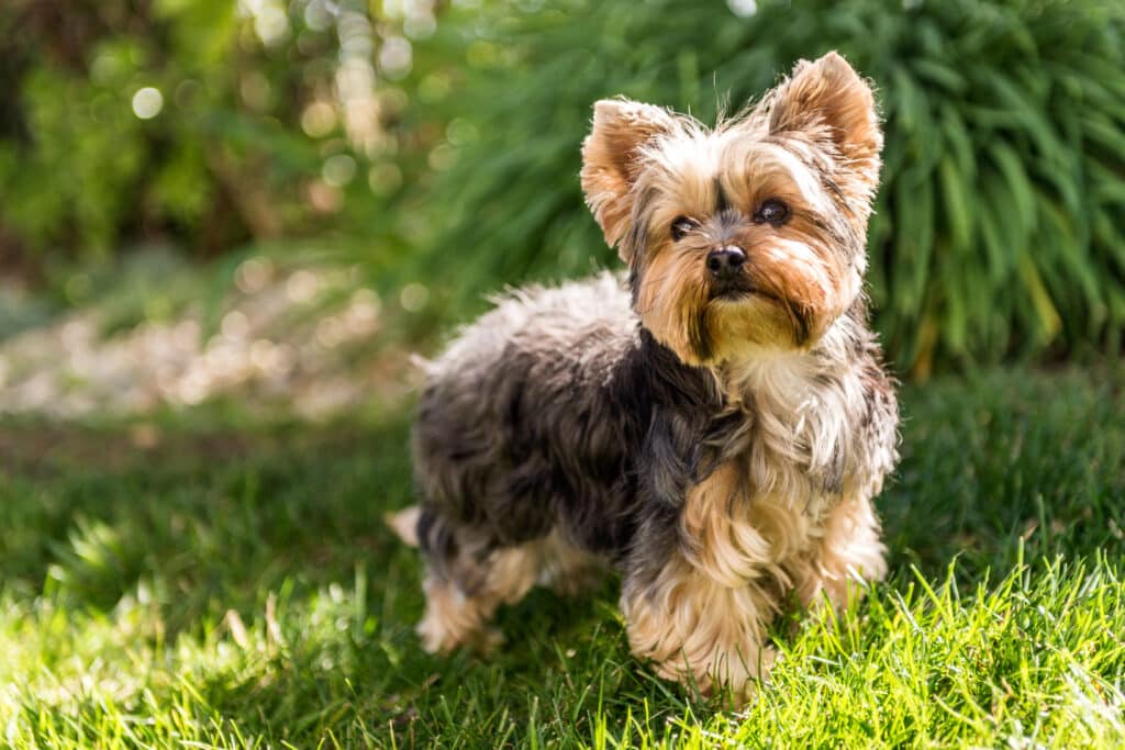 Little Yorkshire Terrier Posing On Grass