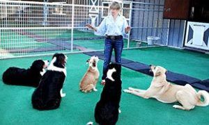 Camilla teaching dogs
